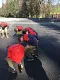 img20170408wa0030.jpg